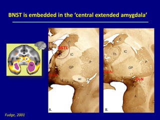 BNST is embedded in the ‘central extended amygdala’
BSTL
SLEAc
A.
CeN
SLEAc
B.
Fudge, 2001
 