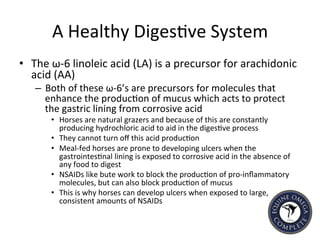 A	
  Healthy	
  Diges5ve	
  System	
  
•  The	
  ω-­‐6	
  linoleic	
  acid	
  (LA)	
  is	
  a	
  precursor	
  for	
  arachidonic	
  
acid	
  (AA)	
  
–  Both	
  of	
  these	
  ω-­‐6’s	
  are	
  precursors	
  for	
  molecules	
  that	
  
enhance	
  the	
  produc5on	
  of	
  mucus	
  which	
  acts	
  to	
  protect	
  
the	
  gastric	
  lining	
  from	
  corrosive	
  acid	
  
•  Horses	
  are	
  natural	
  grazers	
  and	
  because	
  of	
  this	
  are	
  constantly	
  
producing	
  hydrochloric	
  acid	
  to	
  aid	
  in	
  the	
  diges5ve	
  process	
  
•  They	
  cannot	
  turn	
  oﬀ	
  this	
  acid	
  produc5on	
  	
  
•  Meal-­‐fed	
  horses	
  are	
  prone	
  to	
  developing	
  ulcers	
  when	
  the	
  
gastrointes5nal	
  lining	
  is	
  exposed	
  to	
  corrosive	
  acid	
  in	
  the	
  absence	
  of	
  
any	
  food	
  to	
  digest	
  
•  NSAIDs	
  like	
  bute	
  work	
  to	
  block	
  the	
  produc5on	
  of	
  pro-­‐inﬂammatory	
  
molecules,	
  but	
  can	
  also	
  block	
  produc5on	
  of	
  mucus	
  
•  This	
  is	
  why	
  horses	
  can	
  develop	
  ulcers	
  when	
  exposed	
  to	
  large,	
  
consistent	
  amounts	
  of	
  NSAIDs	
  
 