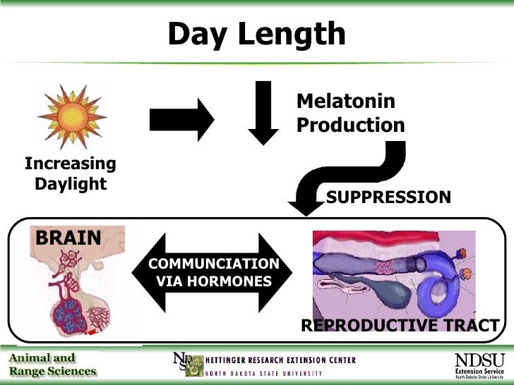 3 Fall Lambing 10 25 06