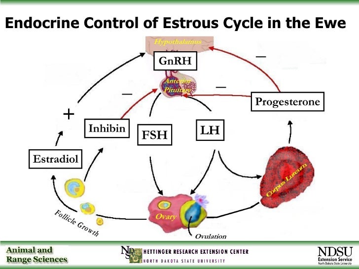 estrus cycle 3 fall lambing 10 25 06 estrus cycle 3 fall lambing 10 25 06