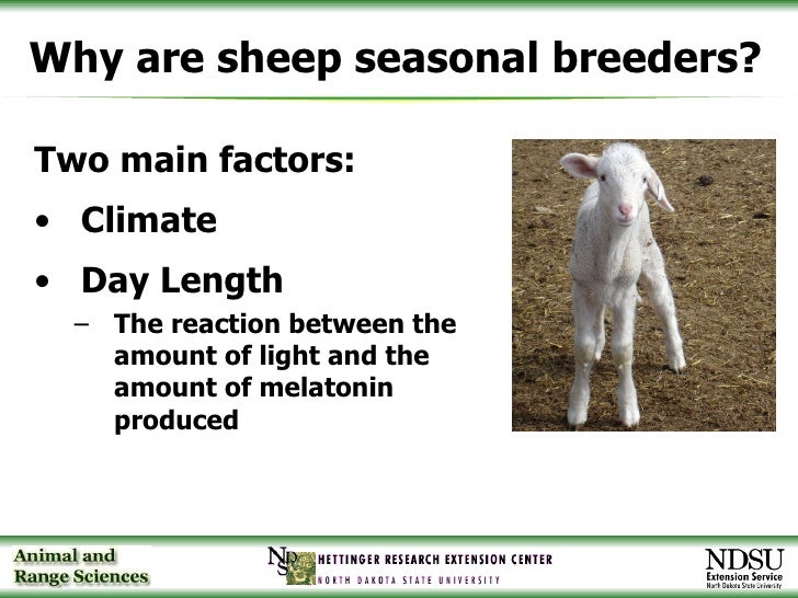 3 Fall Lambing 10 25 06