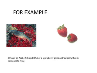 +DNA of an Arctic fish and DNA of a strawberry gives a strawberry that is
resistant to frost
FOR EXAMPLE
 