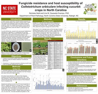 Fungicide resistance and host susceptibility of
Colletotrichum orbiculare infecting cucurbit
crops in North Carolina
Nicholas Noël and Lina M. Quesada-Ocampo, PhD
Department of Plant Pathology, North Carolina State University, Raleigh, NC
Introduction
1. Evaluate commercially available watermelon cultivars for their
agronomic traits and disease resistance in the field and
greenhouse.
1. Characterize C. orbiculare populations infecting cucurbit crops
in NC for fungicide resistance and virulence.
Results
Results
Objectives
Conclusions and Future
Directions
Acknowledgements
Methods
In vitro FungicidesIn North Carolina, watermelon (Citrullus lanatus) production for
the 2015 growing season was valued in excess of $32.3 million1.
The eastern and northeastern parts of the state are ideal for
production, where the Coastal Plain provides rich and diverse
soil for agriculture. As of 2015 North Carolina produces 6% of
the US’s watermelons, place the state 6th in total value of US
production2.
Cucurbit anthracnose, caused by the ascomycete Colletotrichum
orbiculare syn. lagenarium, is a widespread fruit and foliar
disease that results in yield losses across the United States. In
North Carolina, favorable environmental conditions, host
availability, and long growing seasons offer ample opportunity for
disease development, resulting in significant economic losses.
Application of effective fungicides and planting of resistant
cultivars, along with appropriate cultural practices, have proven
effective in reducing anthracnose.
Isolates of C. orbiculare were obtained from collaborators in
South Carolina, Indiana, Maryland, and Florida or through
submissions to the NCSU PDIC. All isolates were grown on
PDA, placed into long-term storage and revived on PDA.
Agar plugs (7 mm in diameter) were cut from the edge of actively
growing cultures grown on PDA for 10 days. Plugs were placed
onto fungicide-amended media and were incubated at 24 ± 1°C
under a 16-hour photoperiod. After 7 days of growth, two
perpendicular colony diameters per plate were measured and
averaged. The diameter of the agar plug was subtracted from
the colony diameters before calculating means3.
C. orbiculare isolates were obtained from infected leaves, stems,
and fruit on watermelon samples submitted to the Plant Disease
and Insect Clinic at NC State University.
36 cultivars were selected on the basis of their diseases
resistance and their popularity among growers in NC. Plots
were designed to optimize disease pressure equally across all
cultivars and plots were replicated 4 times at Cherry Research
Farm in Goldsboro, NC.
1. 23 lines showed less than 10% disease severity and
incidence indicating that anthracnose resistance is available
in commercial cultivars.
2. Initial fungicide resistance evaluations indicate sensitivity to
Pyraclostrobin, but insensitivity to Chlorothalonil was
observed in 1 isolate.
3. Field and greenhouse evaluations will be replicated next year
and fungicide resistance evaluation will be expanded to 100
diverse US isolates.
We thank all members of the Quesada Lab, Shawn Butler from
the NCSU PDIC, the Cherry Farm, Extension Agents, and
grower cooperators. We also thank Anthony Keinath (Clemson),
Dan Egel (Purdue), Fanny Iriarte (Florida), Kathryne Everts
(Maryland), Bhabesh Dutta (Georgia), and the ATCC for
providing isolates. Funding for this work was provided by USDA-
SCRI CucCAP.
Variety Trial
Methods
Greenhouse seeding occurred on 4/19/16 and transplanted on
5/20/16. Isolates were grown on V8 agar at 24 ± 1°C under a
16-hour photoperiod. Conidia were harvested, filtered through
cheese cloth, and concentrated to a final application rate of
50,000 spores/ plot. Inoculations occurred on 6/14, 6/30, 7/5,
7/28 via Solo backpack sprayer. Disease ratings were taken on
7/9, 7/16, and 7/24. Fruit was harvested and graded on 7/26.
A
References
1. USDA-NASS, 2016; State Agriculture Overview: North Carolina
2. USDA-NASS, 2016; Vegetable 2015 Summary
3. Keinath, AP. 2015. Baseline Sensitivity of Didymella bryoniae to Cyprodinil and
Fludioxonil and Field Efficacy of these Fungicides Against Isolates Resistant to
Pyraclostrobin and Boscalid. Plant Dis. 99:-822
Figure 2: A, Congo, a resistant cultivar,
shows low disease incidence and severity; B,
AU Producer, tolerant to Race 1 and Race 2,
shows medium disease incidence and
severity; C, Moon & Stars, a susceptible
cultivar, shows high disease incidence and
severity; D, Sorbet F1, with intermediate
resistance to anthracnose, shows the highest
disease incidence and severity.
Table 1: Selected cultivars for field and
greenhouse trials.
Figure 3: A, Average disease ratings over
three rating periods across four replicates; B,
Average fruit yield and weight across four
replicates; C, Sensitivity of South Carolina
isolates to recommended fungicides.
Figure 1: A, Anthracnose symptoms on watermelon, depicting characteristic lesions; B,
Colletotrichum orbiculare on PDA after 7 days incubation at 24 ± 1°C under a 16-hour
photoperiod; C, Conidia harvested from V-8 agar via Tween-20/water solution.
SCCO12 (Race 1) SCCO14 (Race 2) SCCO15 (Race 2B) SCCO17 (Race 2B) SCCO18 (Race 2B)
0.00
5.00
10.00
15.00
20.00
25.00
1 2 3 4 5 6 7 8 9 10 11 12 13 14 15 16 17 18 19 20 21 22 23 24 25 26 27 28 29 30 31 32 33 34 35 36
Disease(%)
Cultivar Number (Table 1)
Figure 3: Disease ratings
Table 1: Selected Cultivars for Field Trial
Plot Variety Seeded Resistance Race
#1 Congo Seeded Resistant Anth
#2 Black Diamond Seeded N/A N/A
#3 Vista Seeded Tolerant Anth
#4 Bold Ruler Seedless N/A N/A
#5 SSX 8585 Seeded High Resistance Anth1
#6 Carolina Cross Seeded N/A N/A
#7 Estrella Seeded Intermediate R Anth1
#8 Dixie Queen Seeded N/A N/A
#9 Mardis Gras Seeded Intermediate R Anth1
#10 Florida Giant Seeded N/A N/A
#11 Top Gun Seeded Intermediate R Anth1
#12 Jubilee Seeded N/A N/A
#13 Jubilee II Seeded N/A N/A
#14 Au Producer Seeded Tolerant Anth1, Anth2
#15 Mickylee Seeded N/A N/A
#16 SV0241WA Seedless High Resistance Anthracnose
#17 Moon & Stars Seeded N/A N/A
#18 Sorbet F1 Seedless Intermediate R Anthracnose
#19 Provider Seedless N/A N/A
#20 Travaler F1 Seedless Intermediate R Co
#21 Tri-X 313 Seedless N/A N/A
#22 Troubadour F1 Seedless Intermediate R Co
#23 Unbridled Seedless N/A N/A
#24 Royal Sweet Seeded High Resistance Co1
#25 Starbrite Seeded High Resistance Co1
#26 Yellow Buttercup Seedless N/A N/A
#27 720 Seeded Intermediate R Co1
#28 Solitaire Seedless N/A N/A
#29 7387 Seedless Intermediate R Co1
#30 Tendersweet Orange Seeded N/A N/A
#31 Fantasy Seeded Intermediate R Co1
#32 Sangria Seeded Intermediate R Co1
#33 Melody Seedless Intermediate R Co1
#34 Secretariat Seedless N/A N/A
#35 Ruby Seedless Intermediate R Co1,3
#36 Sweet Delight Seedless N/A N/A
0
20
40
60
80
100
120
140
1 2 3 4 5 6 7 8 9 10 11 12 13 14 15 16 17 18 19 20 21 22 23 24 25 26 27 28 29 30 31 32 33 34 35 36
Weight(lbs)
Cultivar Number (Table 1)
Figure 3: Average Fruit Count and Weight
Total Fruit
Average Fruit Weight (lbs)
100 ppm10 ppm1 ppm0.1 ppm0.01 ppm0.001 ppm 100 ppm10 ppm1 ppm0.1 ppm0.01 ppm0.001 ppm 100 ppm10 ppm1 ppm0.1 ppm0.01 ppm0.001 ppm 100 ppm10 ppm1 ppm0.1 ppm0.01 ppm0.001 ppm 100 ppm10 ppm1 ppm0.1 ppm0.01 ppm0.001 ppm
PDA Control 10.3 9.13 13.5 11.7 10.9
Pyraclostrobin 2.43 9.56 9.67 10.7 10.2 9.47 3.48 9.54 10.5 9.65 9.11 9.65 3.19 13.6 15.2 14.9 12.4 12.4 2.76 11.9 13.1 11.2 11.7 11.7 3.26 11.4 12.7 11.0 10.0 7.75
Chlorothalonil 7.11 8.10 6.52 8.23 6.93 8.30 5.97 7.89 7.86 7.00 8.12 8.41 9.91 10.8 11.3 10.4 11.7 12.1 8.49 8.83 11.5 9.50 9.37 10.8 11.9 9.95 11.1 10.1 9.68 10.4
0.00
2.00
4.00
6.00
8.00
10.00
12.00
14.00
16.00
18.00
Areaof
Growth,sq.cm.
Figure 3: Fungicide sensitivity of Colletotrichum orbiculare
 