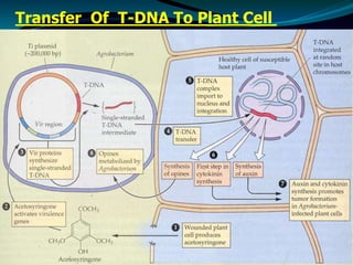 Transfer Of T-DNA To Plant Cell
 