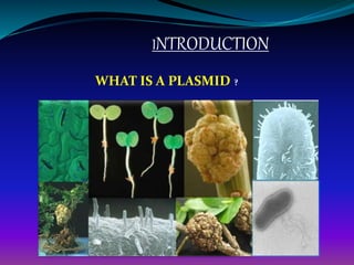 INTRODUCTION
WHAT IS A PLASMID ?
 