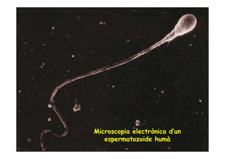 Microscopia electrònica d’un
   espermatozoide humà
 