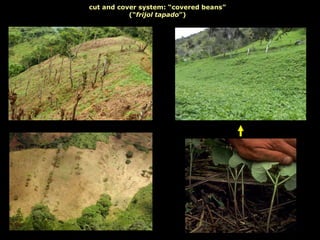 cut and cover system: “covered beans”
(“frijol tapado”)
 