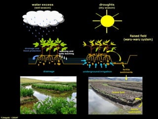 F.Delgado - CIDIAT
Raised field
(waru-waru system)
 