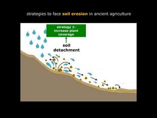 soil
detachment
strategy 1:
increase plant
coverage
strategies to face soil erosion in ancient agriculture
 