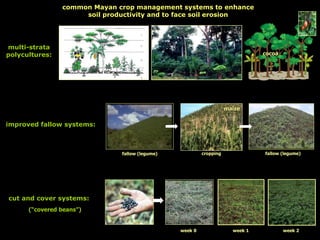 common Mayan crop management systems to enhance
soil productivity and to face soil erosion
cut and cover systems:
(“covered beans”)
week 1 week 2week 0
improved fallow systems:
maize
fallow (legume) fallow (legume)cropping
multi-strata
polycultures: cocoa
 