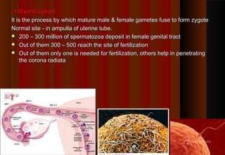 (1)Fertilization :
It is the process by which mature male & female gametes fuse to form zygote
Normal site - in ampulla of uterine tube.
 200 – 300 million of spermatozoa deposit in female genital tract
 Out of them 300 – 500 reach the site of fertilization
 Out of them only one is needed for fertilization, others help in penetrating
the corona radiata

1

 