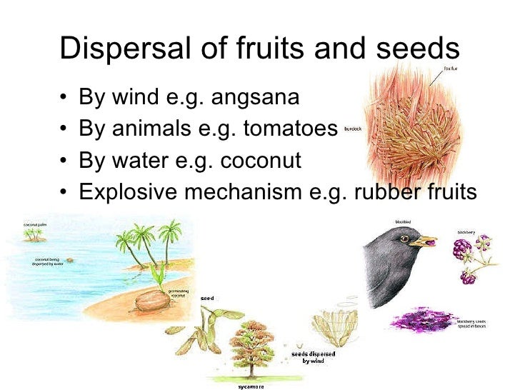 Chapter 16 Reproduction in Plants Lesson 3 Fertilization & post fer…