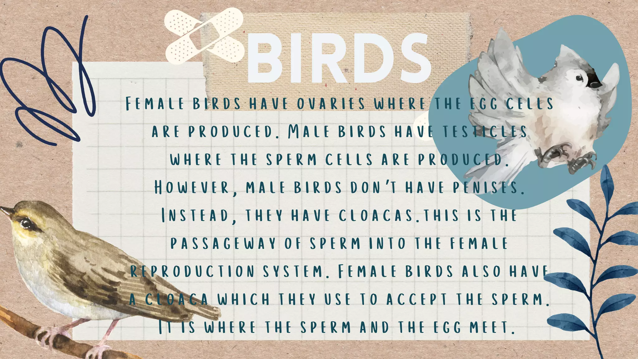 Birds
Female birds have ovaries where the egg cells
are produced. Male birds have testicles
where the sperm cells are produced.
However, male birds don’t have penises.
Instead, they have cloacas.this is the
passageway of sperm into the female
reproduction system. Female birds also have
a cloaca which they use to accept the sperm.
It is where the sperm and the egg meet.
 