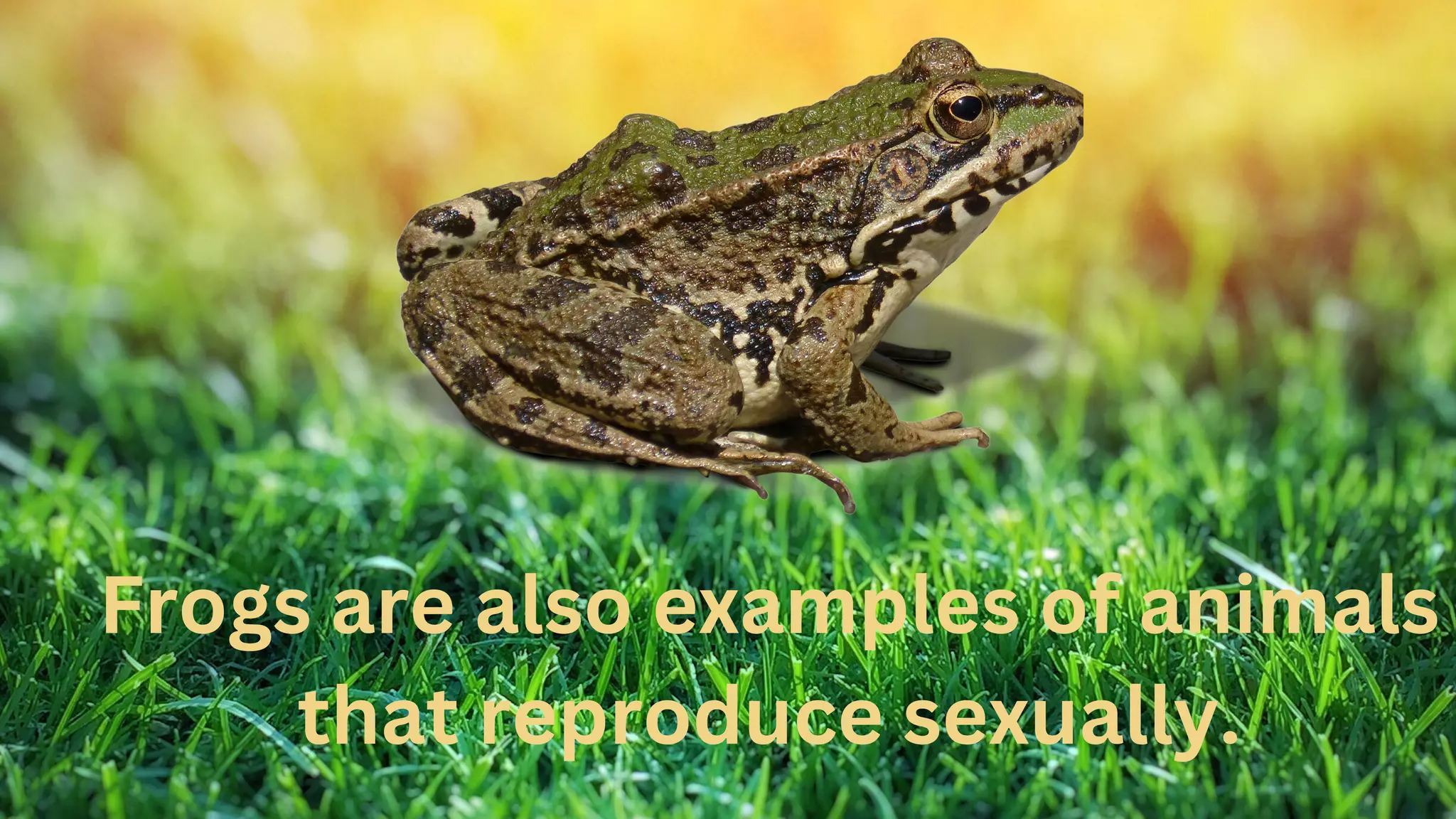 Frogs are also examples of animals
that reproduce sexually.
 