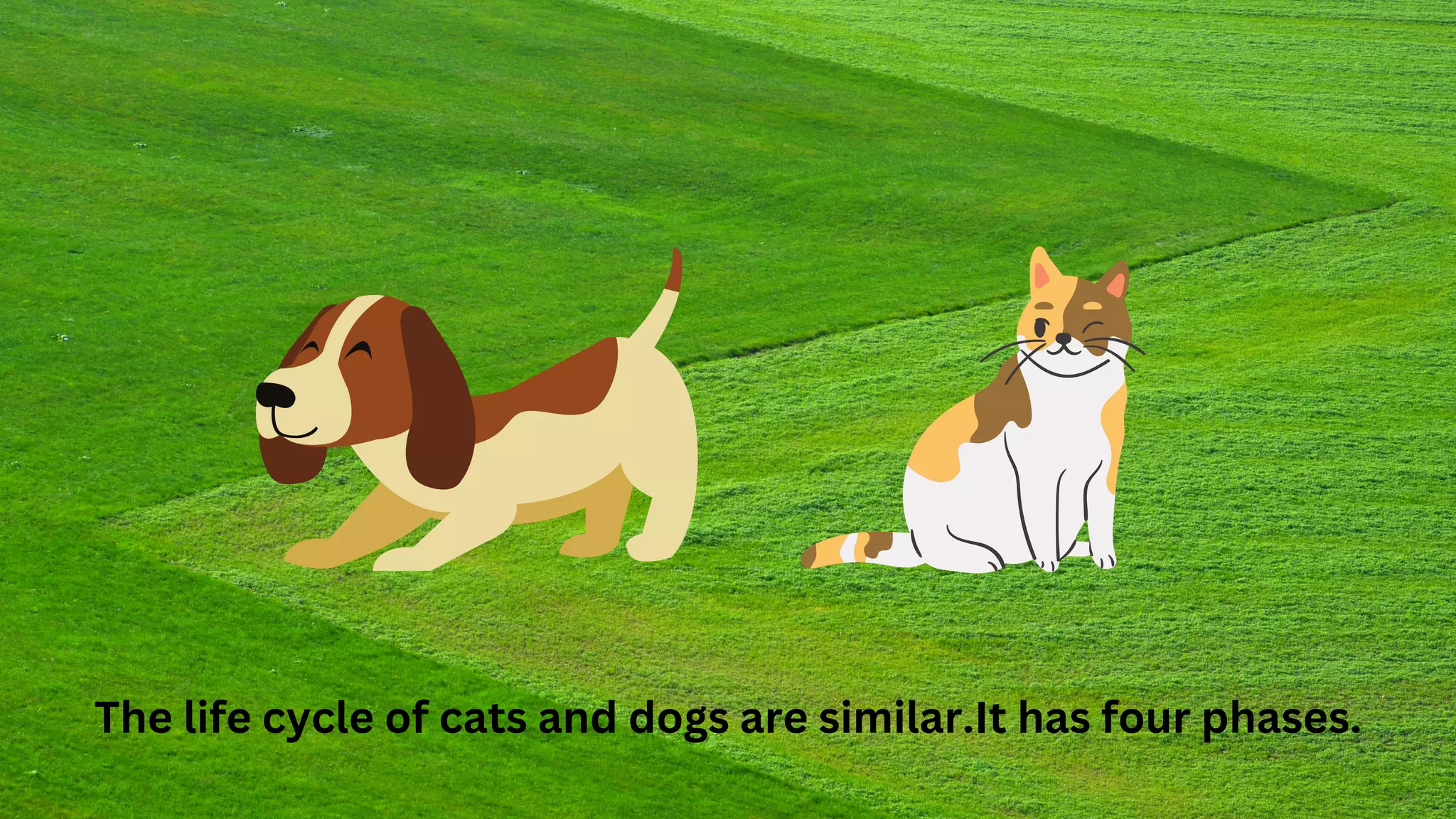 The life cycle of cats and dogs are similar.It has four phases.
 