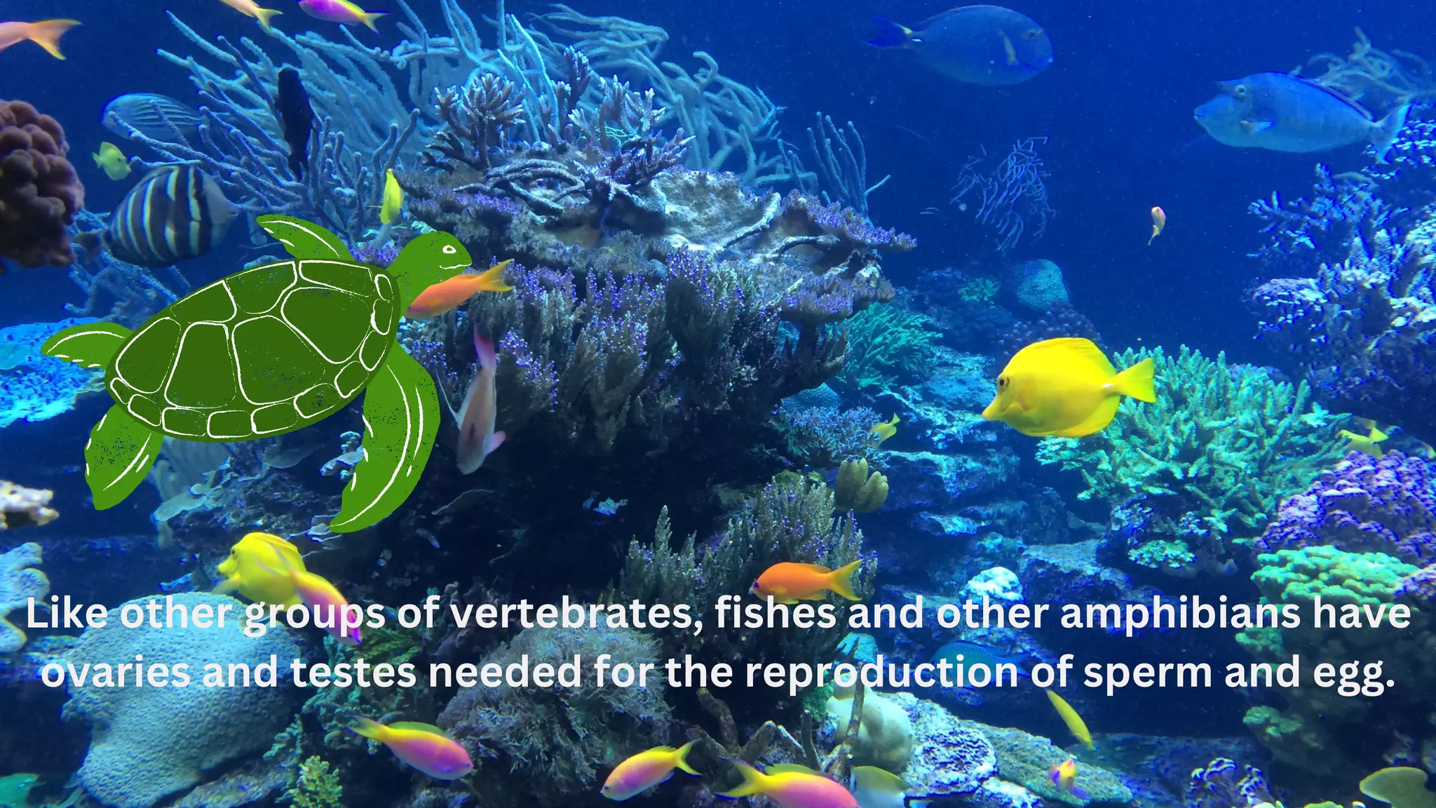 Like other groups of vertebrates, fishes and other amphibians have
ovaries and testes needed for the reproduction of sperm and egg.
 