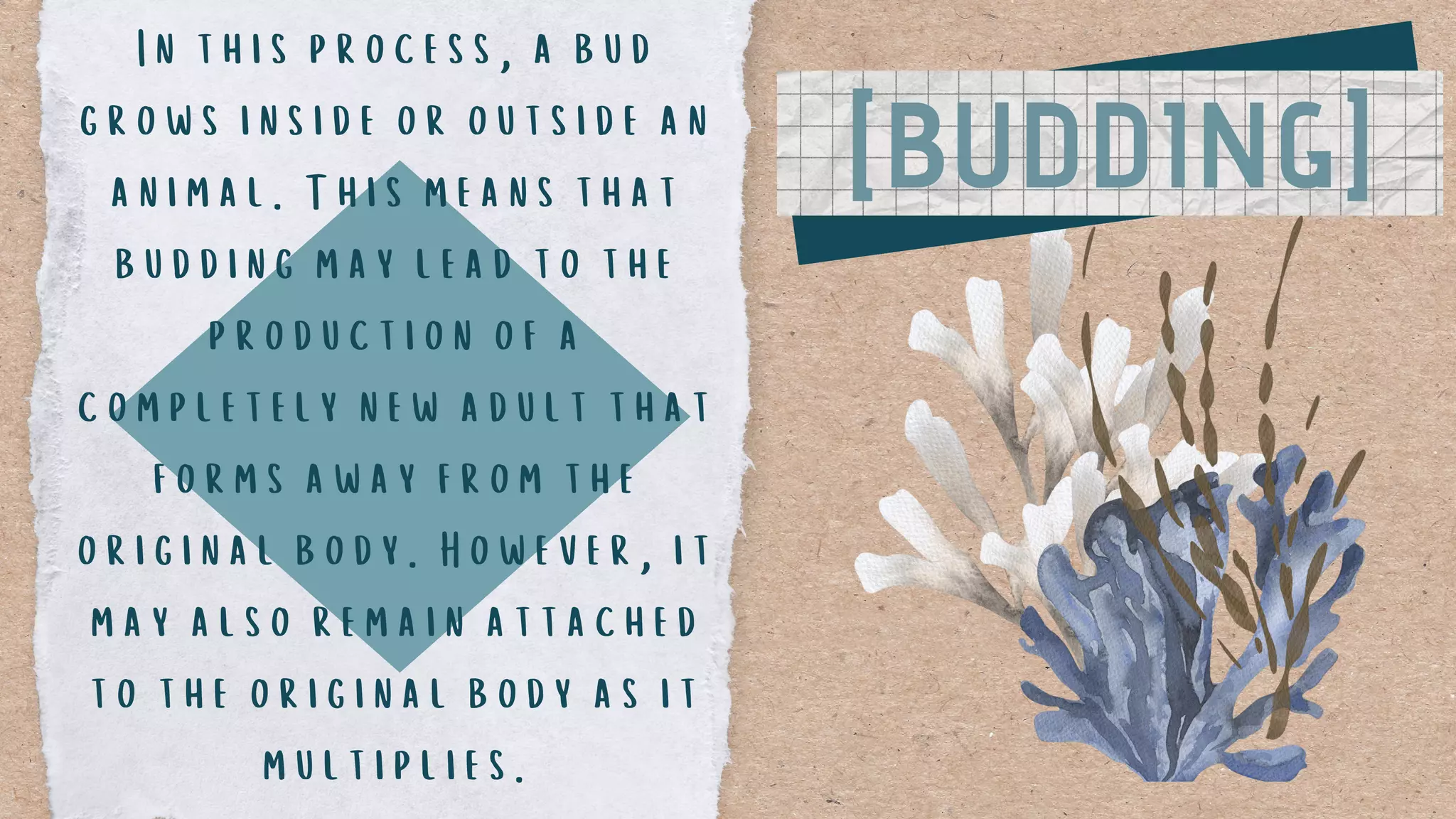 [BUDDING]
In this process, a bud
grows inside or outside an
animal. This means that
budding may lead to the
production of a
completely new adult that
forms away from the
original body. However, it
may also remain attached
to the original body as it
multiplies.
 