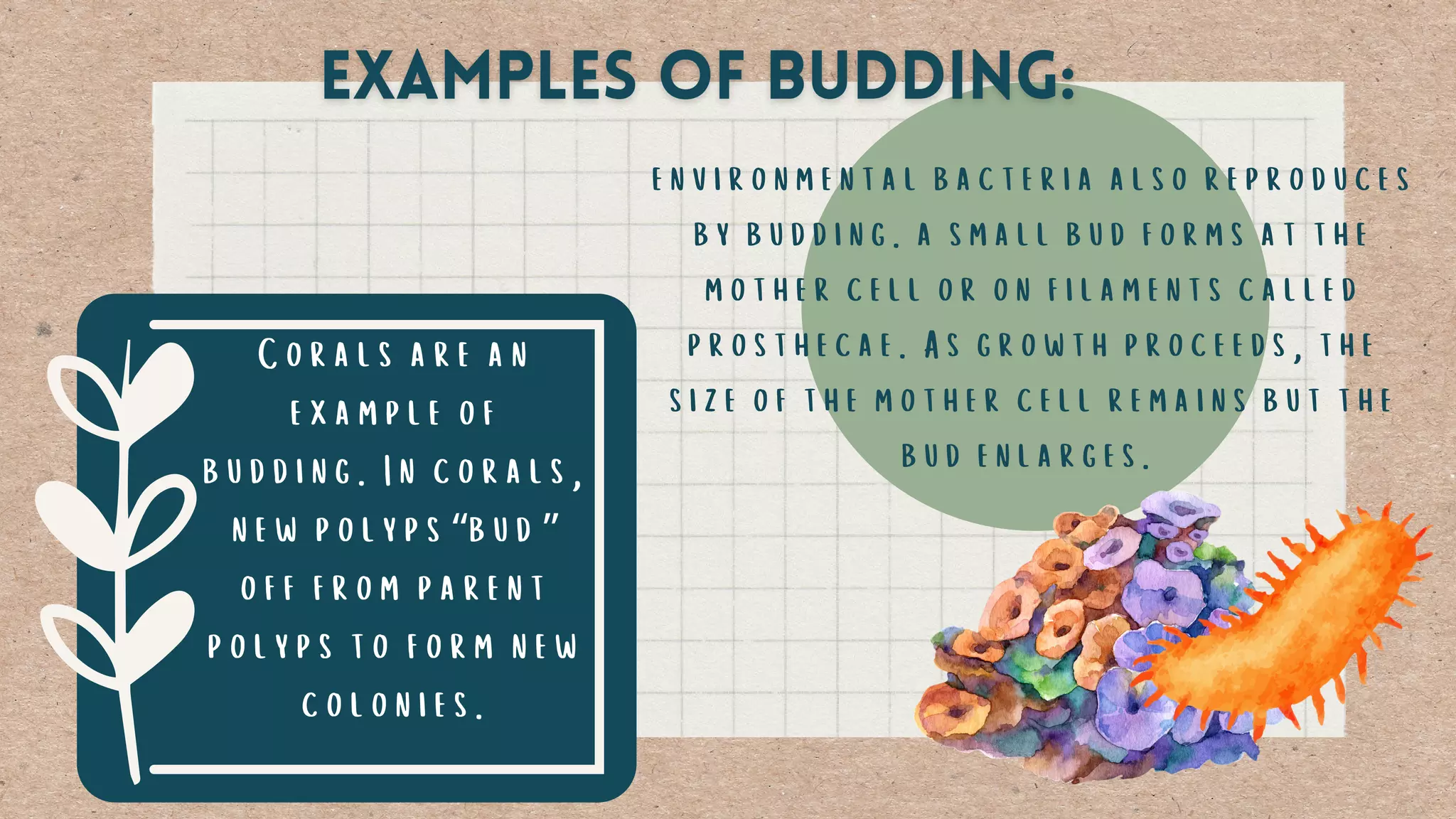 Corals are an
example of
budding. In corals,
new polyps“bud”
off from parent
polyps to form new
colonies.
environmental bacteria also reproduces
by budding. a small bud forms at the
mother cell or on filaments called
prosthecae. As growth proceeds, the
size of the mother cell remains but the
bud enlarges.
 