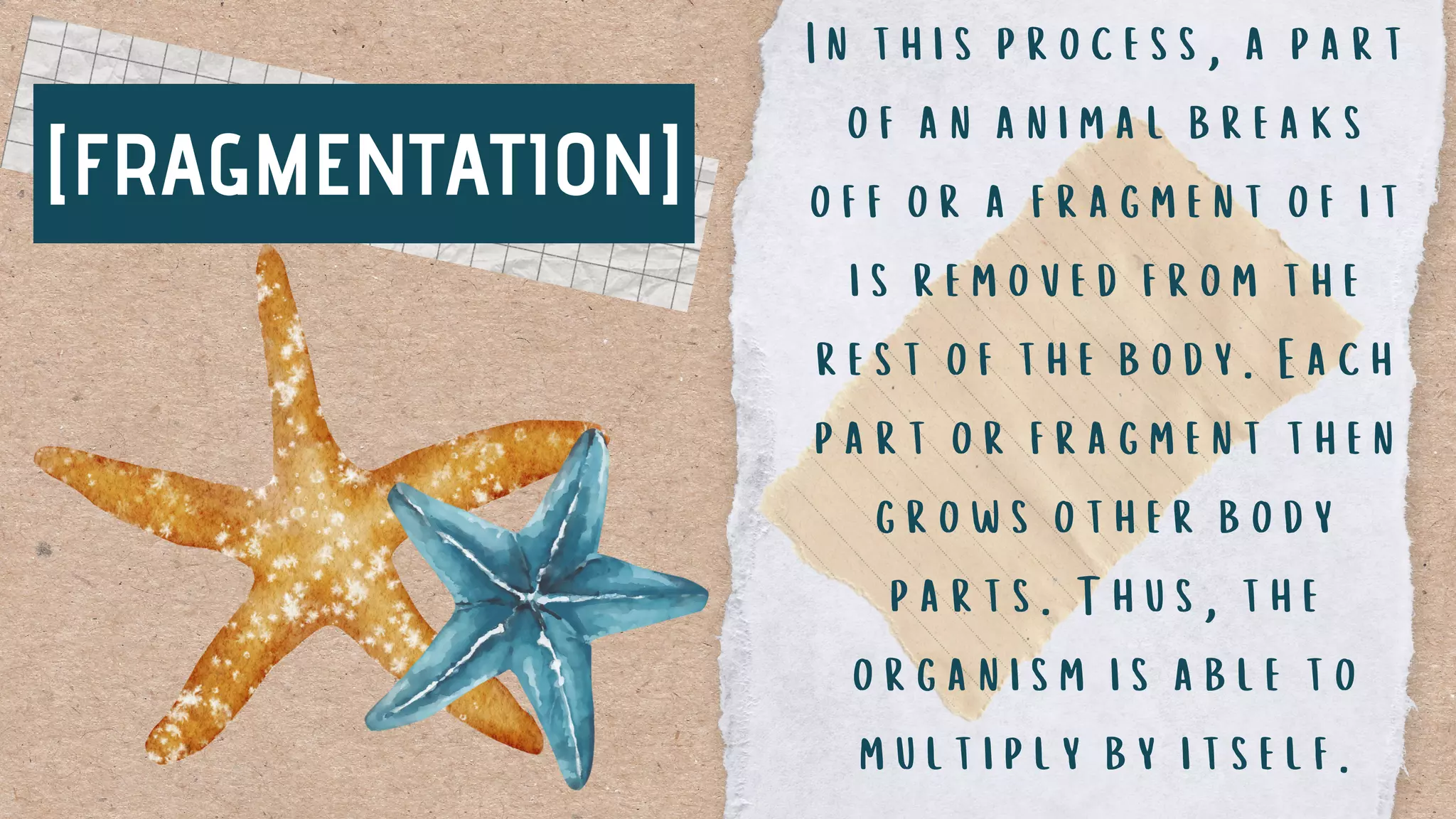 [FRAGMENTATION]
In this process, a part
of an animal breaks
off or a fragment of it
is removed from the
rest of the body. Each
part or fragment then
grows other body
parts. Thus, the
organism is able to
multiply by itself.
 