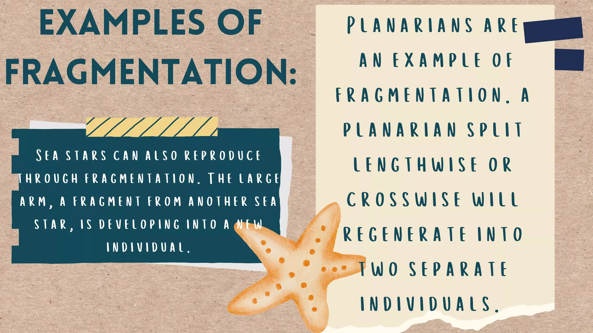 Planarians are
an example of
fragmentation. a
planarian split
lengthwise or
crosswise will
regenerate into
two separate
individuals.
Examples of
fragmentation:
Sea stars can also reproduce
through fragmentation. The large
arm, a fragment from another sea
star, is developing into a new
individual.
 