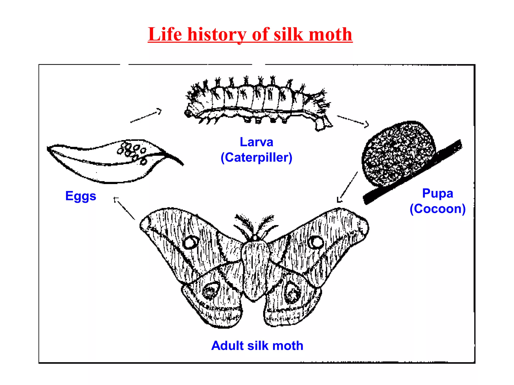Adult silk moth
Eggs
Larva
(Caterpiller)
Pupa
(Cocoon)
Life history of silk moth
 