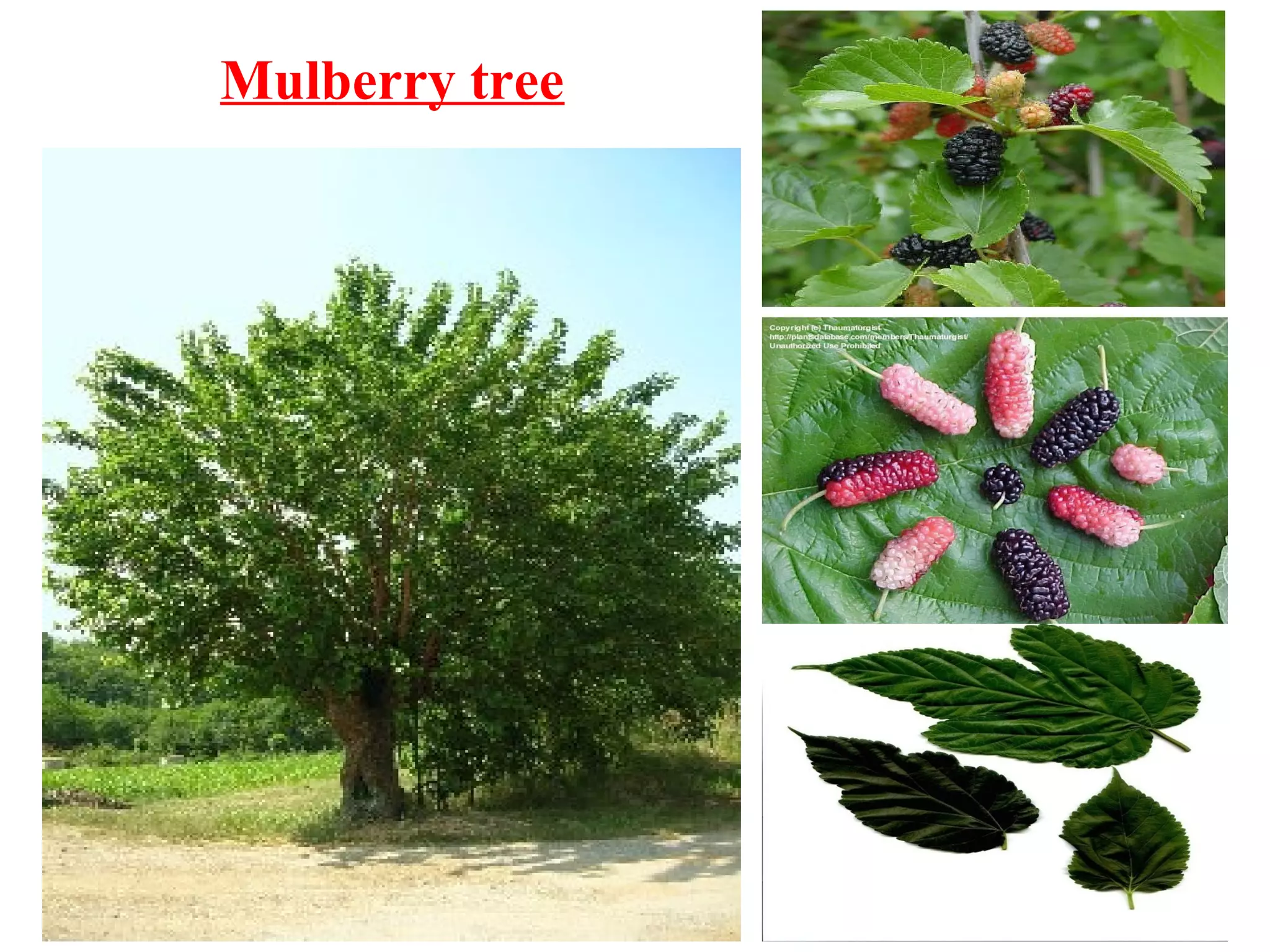 Mulberry tree
 