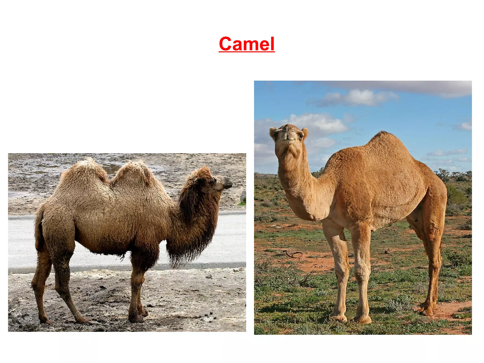 Camel
 
