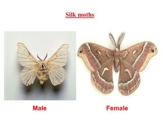 Silk moths
Male Female
 