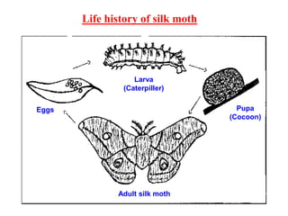 Adult silk moth
Eggs
Larva
(Caterpiller)
Pupa
(Cocoon)
Life history of silk moth
 