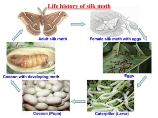 Adult silk moth Female silk moth with eggs
Eggs
Caterpiller (Larva)Cocoon (Pupa)
Cocoon with developing moth
Life history of silk moth
 