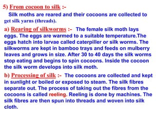 5) From cocoon to silk :-
Silk moths are reared and their cocoons are collected to
get silk yarns (threads).
a) Rearing of silkworms :- The female silk moth lays
eggs. The eggs are warmed to a suitable temperature.The
eggs hatch into larvae called caterpiller or silk worms. The
silkworms are kept in bamboo trays and feeds on mulberry
leaves and grows in size. After 30 to 40 days the silk worms
stop eating and begins to spin cocoons. Inside the cocoon
the silk worm develops into silk moth.
b) Processing of silk :- The cocoons are collected and kept
in sunlight or boiled or exposed to steam. The silk fibres
separate out. The process of taking out the fibres from the
cocoons is called reeling. Reeling is done by machines. The
silk fibres are then spun into threads and woven into silk
cloth.
 