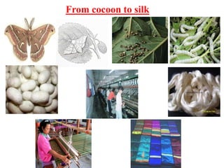 From cocoon to silk
 