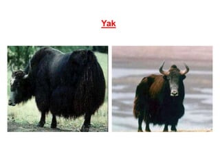 Yak
 