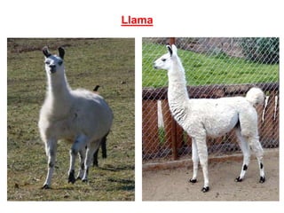 Llama
 
