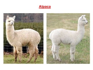 Alpaca
 