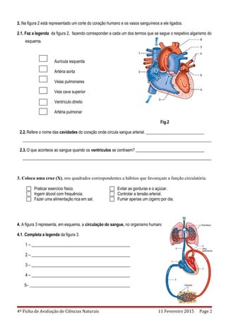 2. Na figura 2 está representado um corte do coração humano e os vasos sanguíneos a ele ligados.
2.1. Faz a legenda da figura 2, fazendo corresponder a cada um dos termos que se segue o respetivo algarismo do
esquema.
Aurícula esquerda
Artéria aorta
Veias pulmonares
Veia cava superior
Ventrículo direito
Artéria pulmonar
Fig.2
2.2.Refere o nome das cavidades do coração onde circula sangue arterial. ____________________________
___________________________________________________________________________________________
2.3.O que acontece ao sangue quando os ventrículos se contraem? _________________________________
___________________________________________________________________________________________
3. Coloca uma cruz (X), nos quadrados correspondentes a hábitos que favoreçam a função circulatória.
 Praticar exercício físico.
 Ingerir álcool com frequência.
 Fazer uma alimentação rica em sal.
 Evitar as gorduras e o açúcar.
 Controlar a tensão arterial.
 Fumar apenas um cigarro por dia.
4. A figura 3 representa, em esquema, a circulação do sangue, no organismo humano.
4.1. Completa a legenda da figura 3.
1 – ________________________________________________
2 – ________________________________________________
3 – ________________________________________________
4 – ________________________________________________
5– _________________________________________________
4ª Ficha de Avaliação de Ciências Naturais 11 Fevereiro 2015 Page 2
 