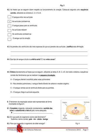 Fig. 3
4.2. As frases que se seguem dizem respeito ao funcionamento do coração. Coloca-as segundo uma sequência
correta, utilizando os números 2, 3, 4, 5 e 6.
O sangue entra nas aurículas
As aurículas contraem-se
O sangue passa para os ventrículos
As aurículas relaxam
Os ventrículos contraem-se
O sangue sai do coração
4.3. As paredes dos ventrículos são mais espessas do que as paredes das aurículas. Justifica esta afirmação.
_________________________________________________________________________________________
_________________________________________________________________________________________
4.4. Que tipo de sangue circula na artéria aorta? E nas veias cavas?
_________________________________________________________________________________________
_________________________________________________________________________________________
4.5. Ordena devidamente as frases que se seguem, utilizando as letras A, B, C, e D, de modo a obteres a sequência
correta dos fenómenos que se realizam na pequena circulação.
A – O sangue arterial é recolhido pelas veias pulmonares.
B – Nos alvéolos pulmonares, o sangue liberta dióxido de carbono e recebe oxigénio.
C – O sangue venoso sai do ventrículo direito para os pulmões.
D – O sangue chega à aurícula esquerda.
_________________________________________________________________________________________
6. O fenómeno da respiração celular está representado de forma
incompleta na figura 4.
6.1. Completa a legenda, colocando corretamente o sentido das
setas e substituindo a letra A pelo nome adequado.
A - _____________________________________________
6.2. Em que parte do organismo ocorre este fenómeno?
Sublinha o termo correto: pele - rim - célula - bexiga
6.3. Para que necessita o organismo de obter energia? Fig. 4
4ª Ficha de Avaliação de Ciências Naturais 11 Fevereiro 2015 Page 3
1
 