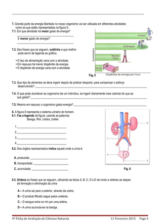 ___________________________________________________________________________________________
7. Grande parte da energia libertada no nosso organismo vai ser utilizada em diferentes atividades
como as que estão representadas na figura 5.
7.1. Em que atividade há maior gasto de energia?
_______________________________________
E menor gasto de energia?
_______________________________________
7.2. Das frases que se seguem, sublinha a que melhor
pode servir de legenda ao gráfico.
• O tipo de alimentação varia com a atividade.
• Em repouso há menor dispêndio de energia.
• O dispêndio de energia varia com a atividade.
Fig. 5
7.3. Que tipo de alimentos se deve ingerir depois de praticar desporto, para compensar o esforço
desenvolvido? _____________________________________________________________________________
7.4. O que pode acontecer ao organismo de um indivíduo, se ingerir diariamente mais calorias do que as
que gasta? ________________________________________________________________________________
7.5. Mesmo em repouso o organismo gasta energia? __________________________________________________
8. A figura 6 representa o sistema urinário do homem.
8.1. Faz a legenda da figura, usando as palavras:
Bexiga, Rim, Uretra, Uréter.
1.__________________________________
2.__________________________________
3.__________________________________
4.__________________________________
8.2. Dos órgãos representados indica aquele onde a urina é:
A. produzida; __________________________
B. transportada; ________________________
C. acumulada; _________________________ Fig. 6
8.3. Ordena as frases que se seguem, utilizando as letras A, B, C, D e E de modo a obteres as etapas
de formação e eliminação da urina
A – A urina sai para o exterior, através da uretra.
B – O produto filtrado segue pelos ureteres.
C – O sangue entra no rim por uma artéria.
D – A urina acumula-se na bexiga.
4ª Ficha de Avaliação de Ciências Naturais 11 Fevereiro 2015 Page 4
 