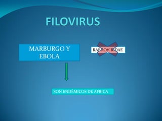 3 filovirus | PDF