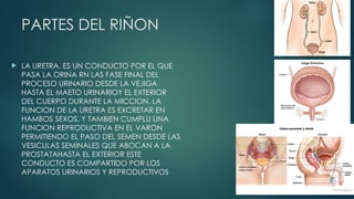 informacion sobre el aparato urogenital y sus partes | PPTX