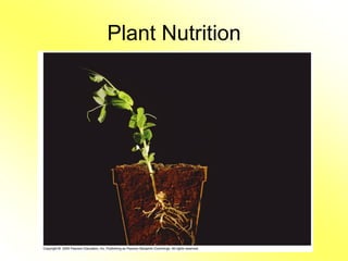 Plant Nutrition
 