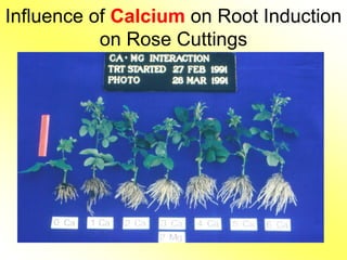 Plant Nutrition and Nutrition Deficiency | PDF