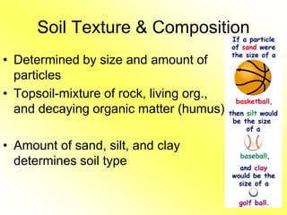 Plant Nutrition and Nutrition Deficiency | PDF