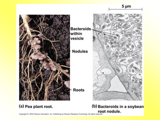 Plant Nutrition and Nutrition Deficiency | PDF