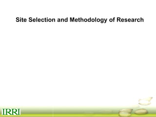 Dynamics of gender equity and household food security in rice-based farming systems