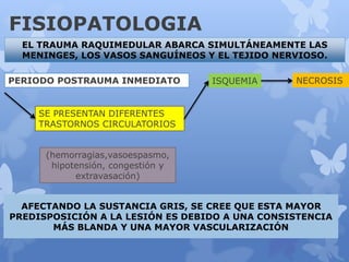 FISIOPATOLOGIA
AFECTANDO LA SUSTANCIA GRIS, SE CREE QUE ESTA MAYOR
PREDISPOSICIÓN A LA LESIÓN ES DEBIDO A UNA CONSISTENCIA
MÁS BLANDA Y UNA MAYOR VASCULARIZACIÓN
SE PRESENTAN DIFERENTES
TRASTORNOS CIRCULATORIOS
PERIODO POSTRAUMA INMEDIATO
(hemorragias,vasoespasmo,
hipotensión, congestión y
extravasación)
ISQUEMIA NECROSIS
EL TRAUMA RAQUIMEDULAR ABARCA SIMULTÁNEAMENTE LAS
MENINGES, LOS VASOS SANGUÍNEOS Y EL TEJIDO NERVIOSO.
 