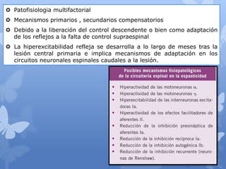  Patofisiologia multifactorial
 Mecanismos primarios , secundarios compensatorios
 Debido a la liberación del control descendente o bien como adaptación
de los reflejos a la falta de control supraespinal
 La hiperexcitabilidad refleja se desarrolla a lo largo de meses tras la
lesión central primaria e implica mecanismos de adaptación en los
circuitos neuronales espinales caudales a la lesión.
 