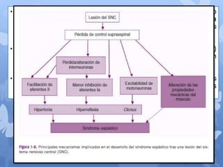 • Las neuronas motoras superiores envían fibras tanto
excitatorias como inhibitorias que descienden por la medula
espinal para controlar la actividad de las motoneuronas
espinales
• Las lesiones puras de la vía cortiespinal ( o piramidales )
producen déficit motor leve , pero no desencadenan
espasticidad o hiperactividad muscular
• La espasticidad no solo depende de la abolición de influencias
supraespinales inhibitorias, sino también de otras vías
descendentes facilitadoras de las respuestas reflejas espinales
 