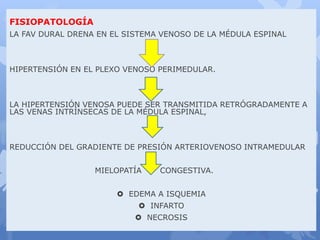 FISIOPATOLOGÍA
LA FAV DURAL DRENA EN EL SISTEMA VENOSO DE LA MÉDULA ESPINAL
HIPERTENSIÓN EN EL PLEXO VENOSO PERIMEDULAR.
LA HIPERTENSIÓN VENOSA PUEDE SER TRANSMITIDA RETRÓGRADAMENTE A
LAS VENAS INTRÍNSECAS DE LA MÉDULA ESPINAL,
REDUCCIÓN DEL GRADIENTE DE PRESIÓN ARTERIOVENOSO INTRAMEDULAR
MIELOPATÍA CONGESTIVA.
 EDEMA A ISQUEMIA
 INFARTO
 NECROSIS
 