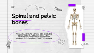 Spinal and pelvic
bones
AYALA SANDOVAL MIRIAM DEL CARMEN
BENAVIDES GASTELUM SAMANTHA
MARMOLEJO GONZALEZ IVETTE JANNIN
 